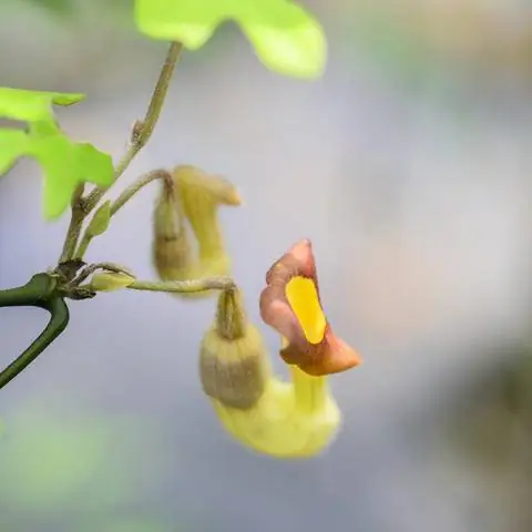 Цветение американской лозы