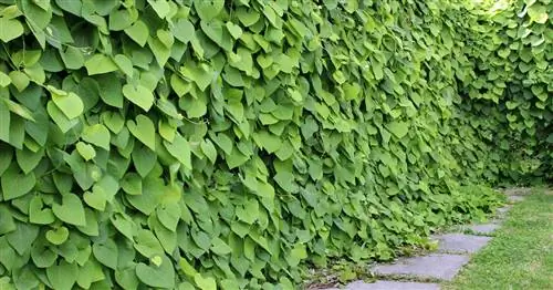 Американская трубная лебедка