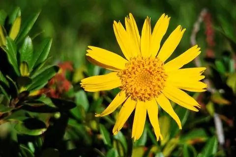 Желтый цветок арники