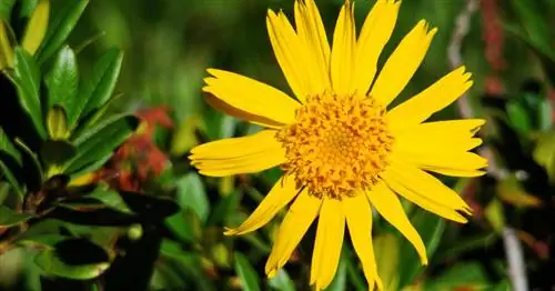 Настоящая арника, горное благополучие