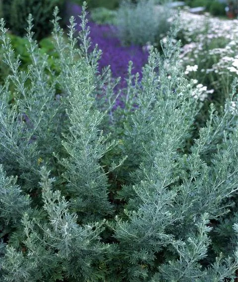 Кустарник полыни