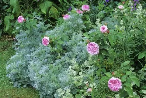 Полынь на многолетней грядке