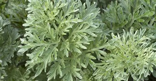 Настоящий вермут