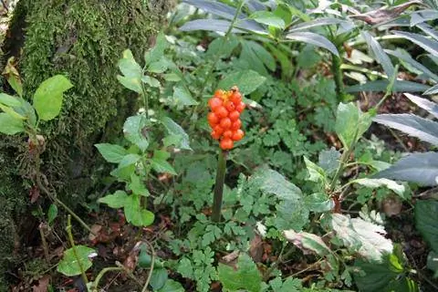 Соплодие пятнистого арума