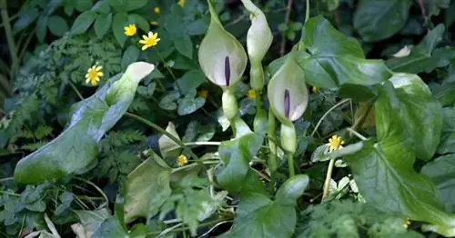 Пятнистый ароид