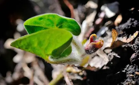 Цветок лещины корня