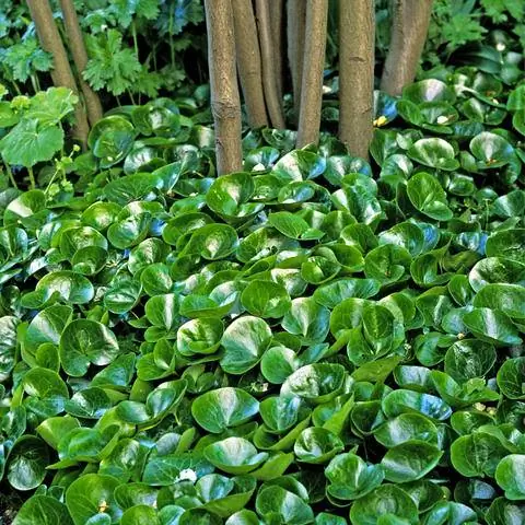 Подсев дерева с корнем лещины