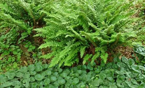 Щитовидный папоротник и корень лещины - идеальные партнеры для растений