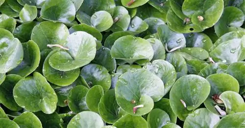 Корень орешника