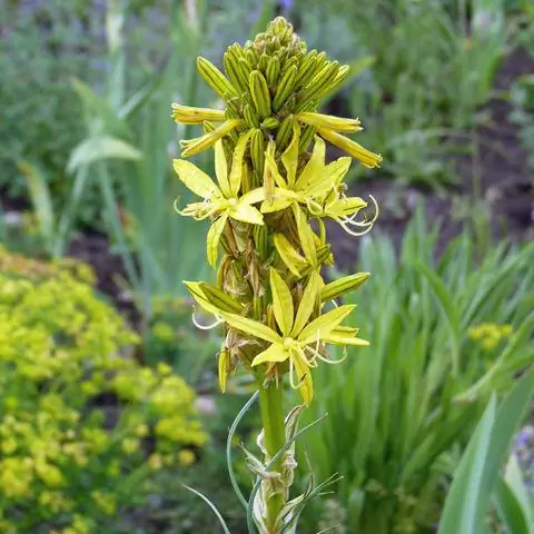 Звездные цветы Junkerlily