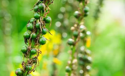 Капсулы лилии Юнкера