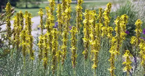 Юнкерская лилия