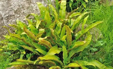 Язык Харта папоротник тенистое место альпинарий