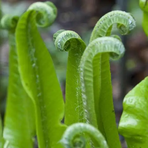 раскручивание листьев папоротника оленьего языка