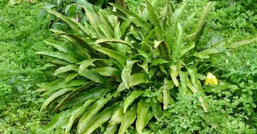 Язык оленя Папоротник, Язык оленя