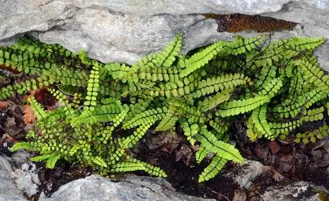 Листья папоротника селезенки