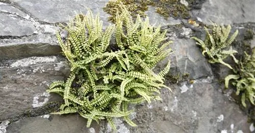 Коричневая селезенка