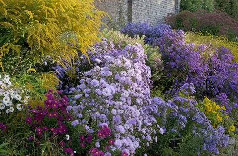 Астра гладколистная и золотарник в клумбе