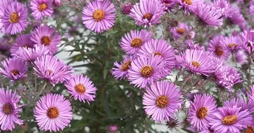 Астра гладколистная, Астра новобельгийская