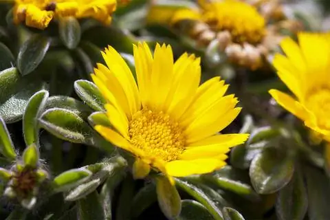 цветок звездного глаза