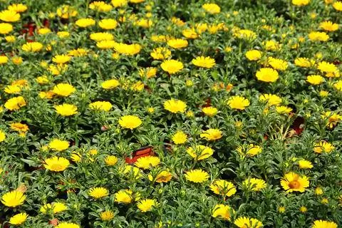 Палленис приморский