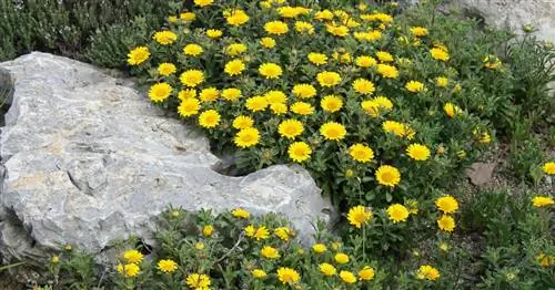 Золотой талер, цветок дуката