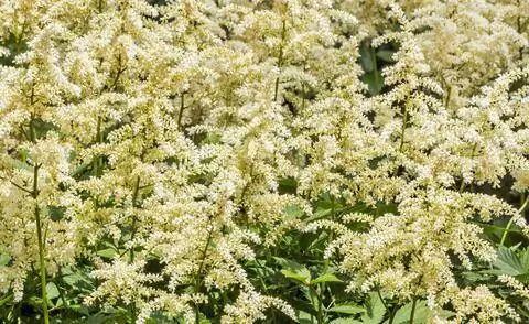 Астильба Арендсии 'Лавина'