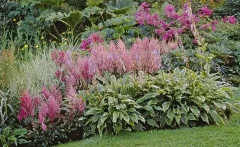 Многолетняя грядка с астильбами и хостами