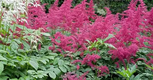 Великолепие Аренда