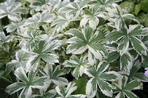 'Саннингдейл пестролистный'