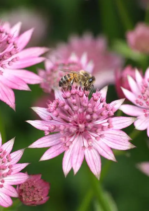 звездный зонтик