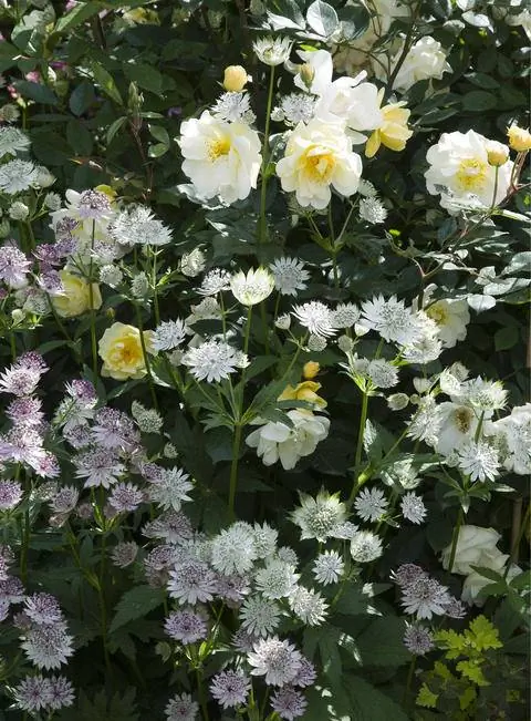 Звездоцвет и роза