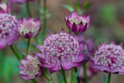 Астранция большая `Мулен Руж`