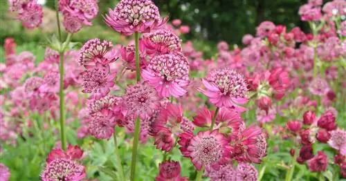 Мастерворс крупный