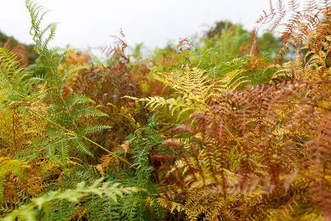 Осенние краски Леди Папоротник