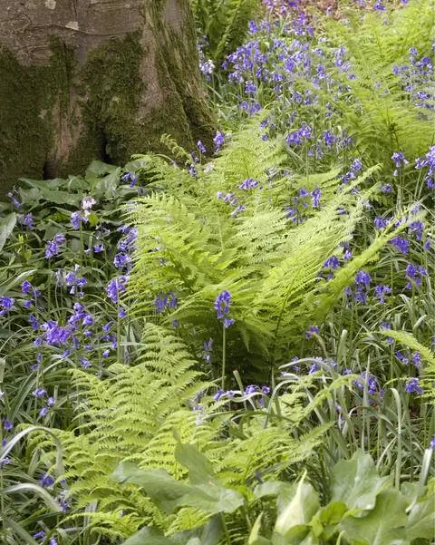 Атириум filix-femina 'Frizelliae'