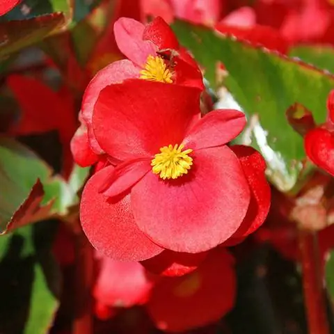 Божий глаз - Ледяной цветок бегонии