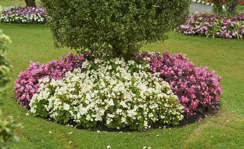 Подсев бегонии вечноцветущей