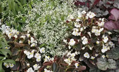 Ледяные бегонии с молочаем и фиолетовыми колокольчиками