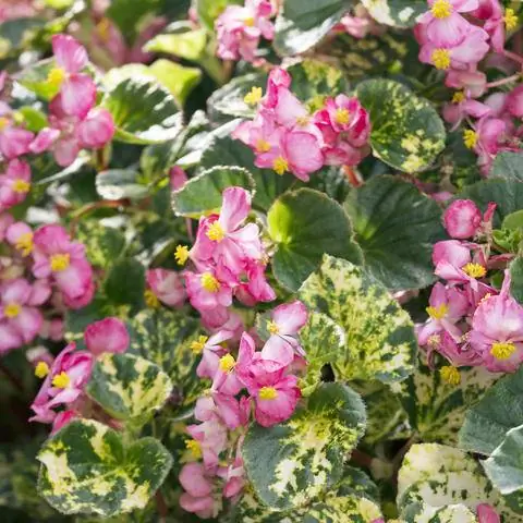 Бегония вечноцветущая 'Шарм'