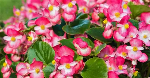 Ледяные бегонии