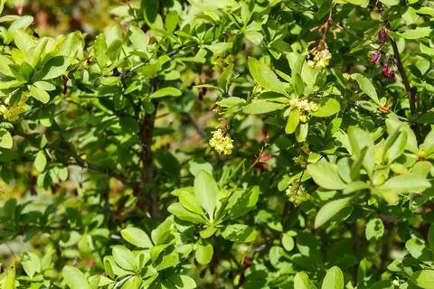 Цветущий барбарис из живой изгороди