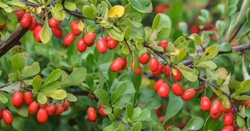 Барбарис живой изгороди