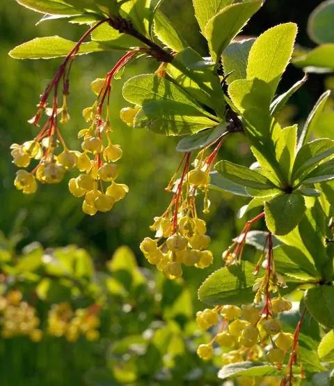 Кислый шип с желтыми соцветиями