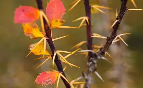 Шипы кислого шипа