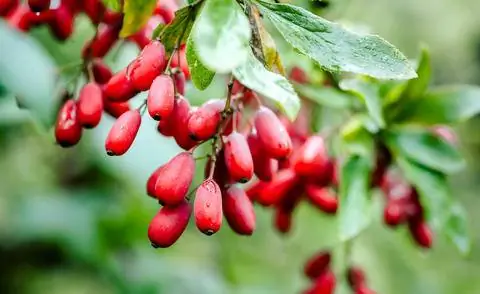 плоды барбариса