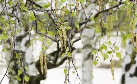 Мужские цветки Betula pendula