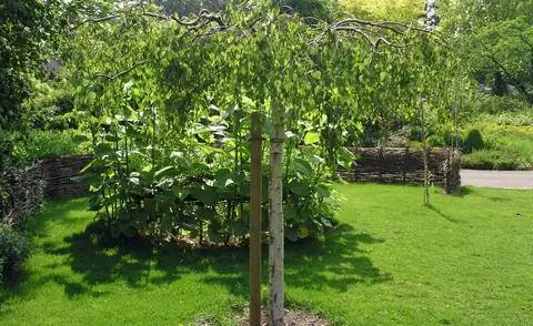 Бетула повислая 'Youngii'