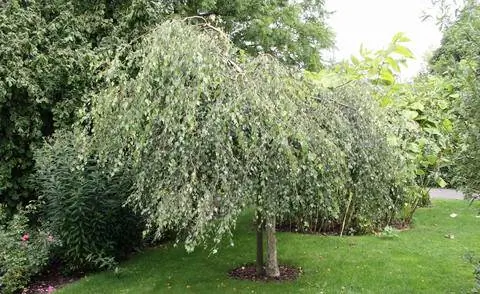 Плакучая береза Betula pendula ‘Tristis