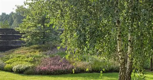 Береза повислая, береза повислая